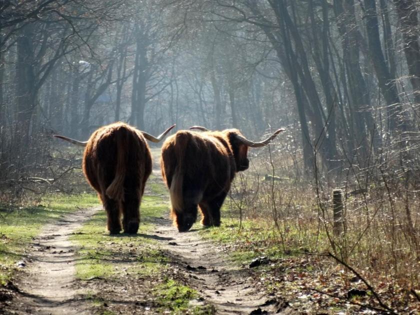 Slapen Bij De Buurvrouw Bed & Breakfast Castricum Bagian luar foto